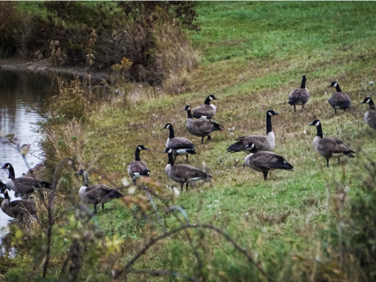 3 Tips for Early Season Goose Hunting