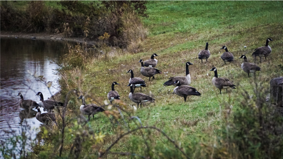 3 Tips for Early Season Geese