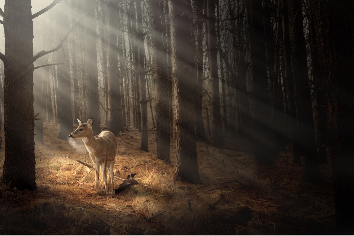 deer in woods in the morning