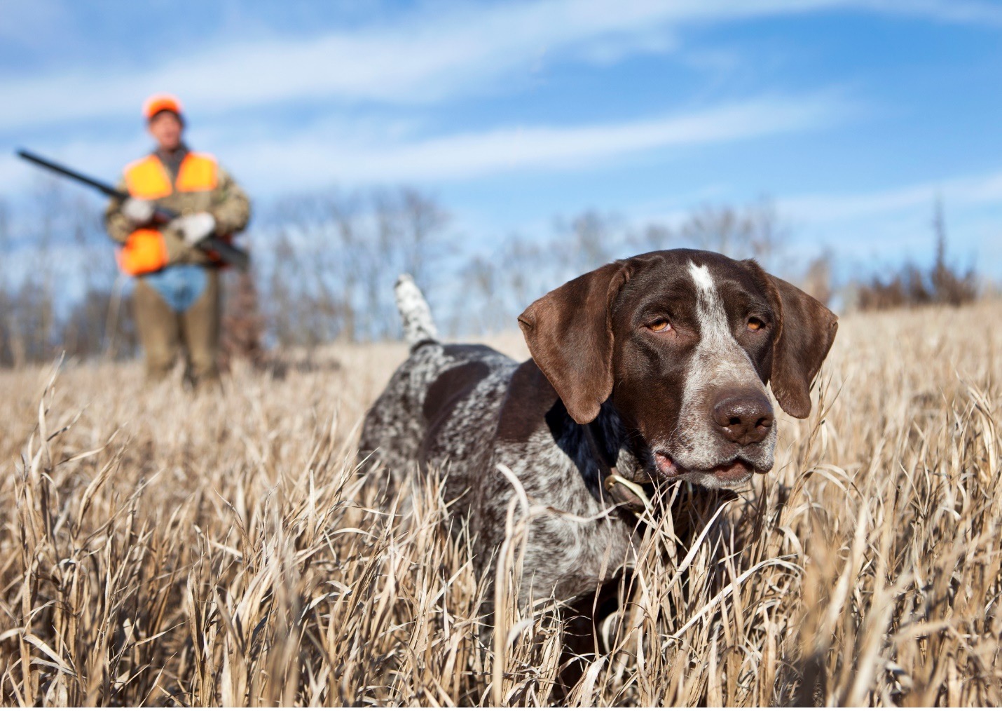 dog in field with hunter