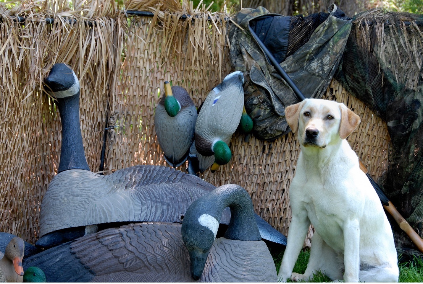 duck decoys with dog
