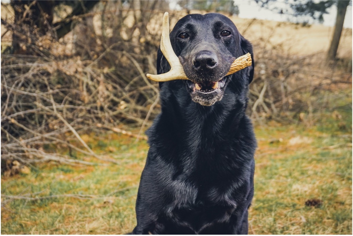 fido with antler in mouth