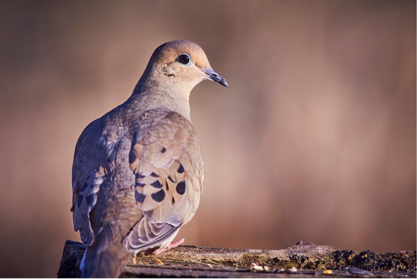 Kicking Off Another Hunting Season with a Bang- Dove Hunting