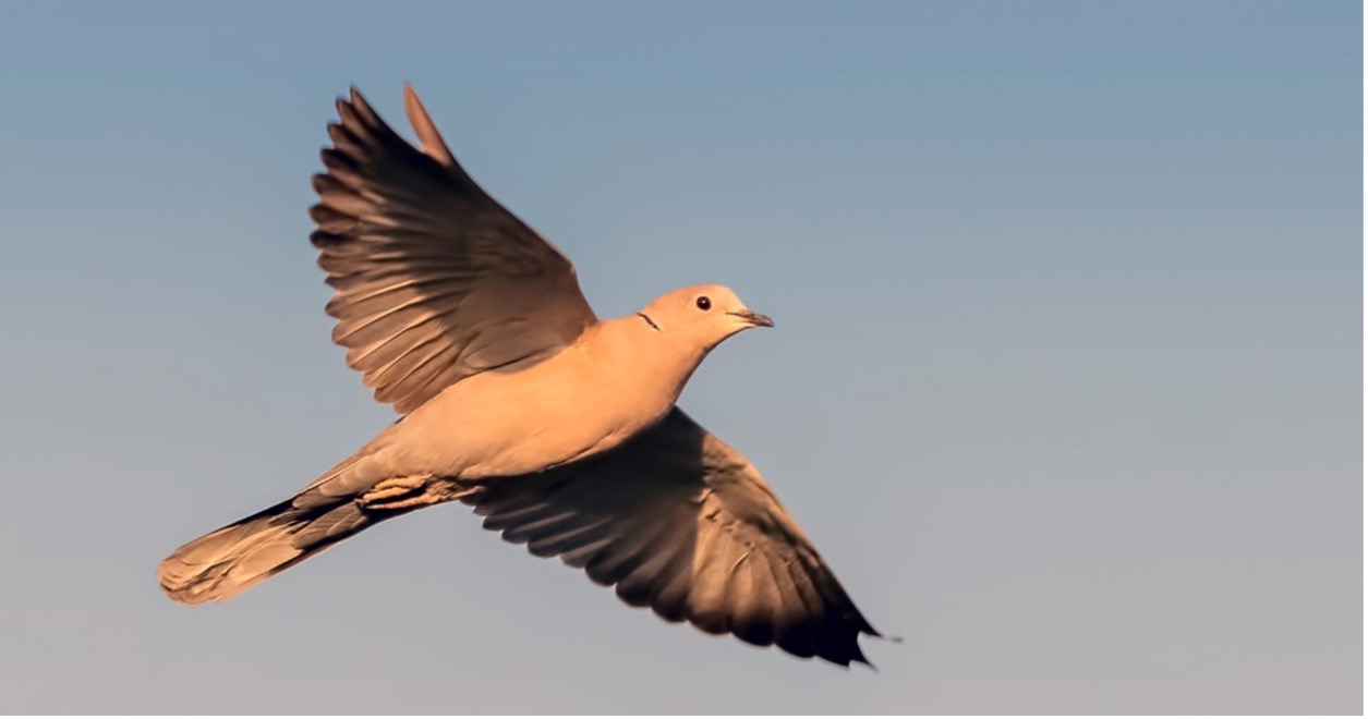 understanding the species dove